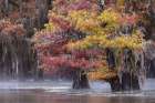 Autumn colors on Caddo Lake, Texas. Worlds largest bald cypress forest. Art Print